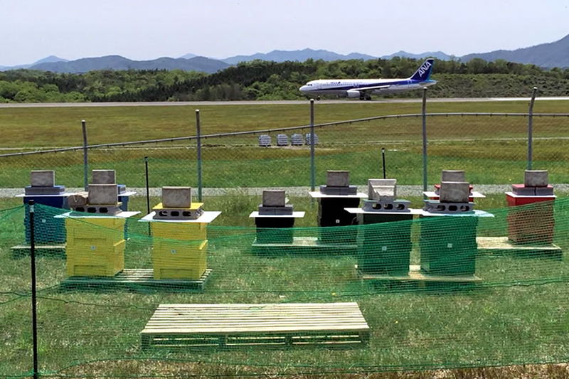 萩・石見空港ミツバチプロジェクト 活動の様子