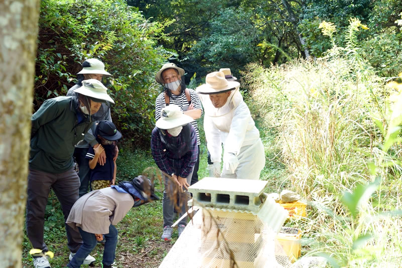 山田緑地みつばちプロジェクト　活動の様子