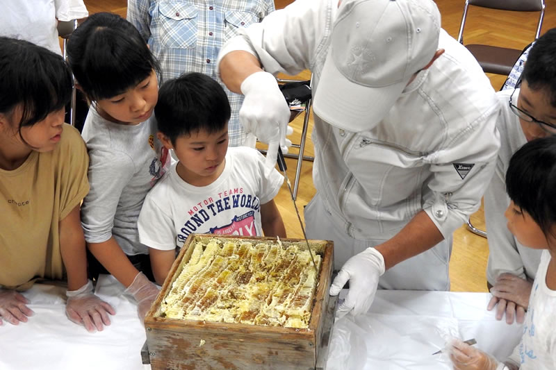 山田緑地みつばちプロジェクト　活動の様子